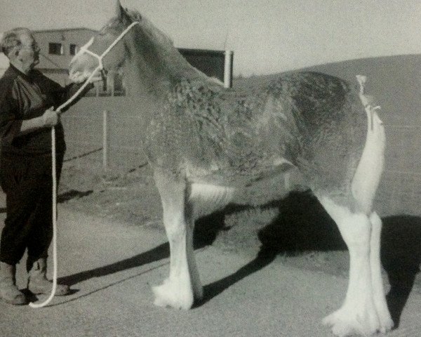 Zuchtstute Kypehall Mistina (Clydesdale, 2003, von Millisle Perfection)
