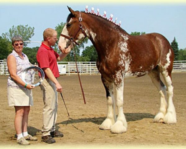 broodmare Gregglea HC Olivia (Clydesdale, 2007, from Highfield Collessie) broodmare Gregglea HC Olivia (Clydesdale, 2007, from Highfield Collessie)