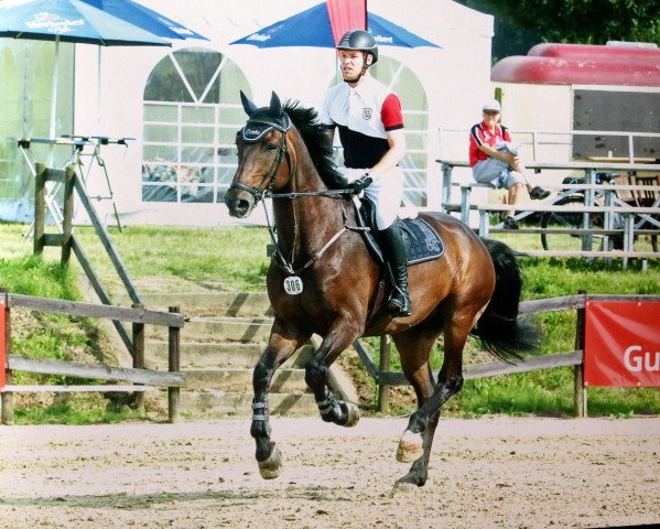 Springpferd Claus-Cool (Holsteiner, 2007, von Calato)