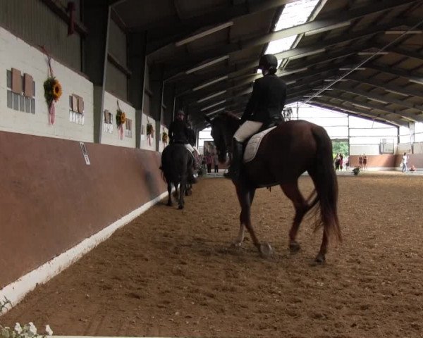 Reitturnier Datteln 2015