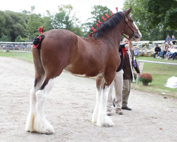 horse Gregglea Alamar Alice (Clydesdale, 2017, from Hatfield Winchester)