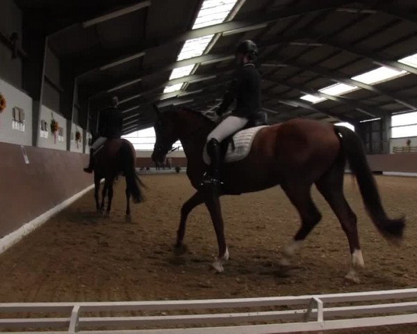 Reitturnier Datteln 2015