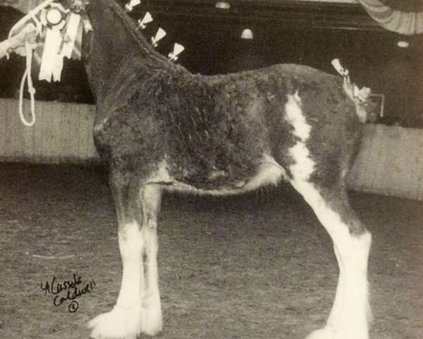 Deckhengst Gregghall Independant Prince (Clydesdale, 2002, von Collessie Independent)