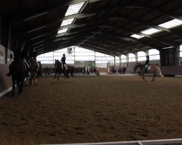 Reitturnier Datteln 2015