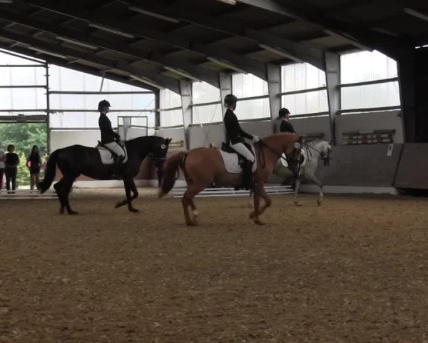 Reitturnier Datteln 2015