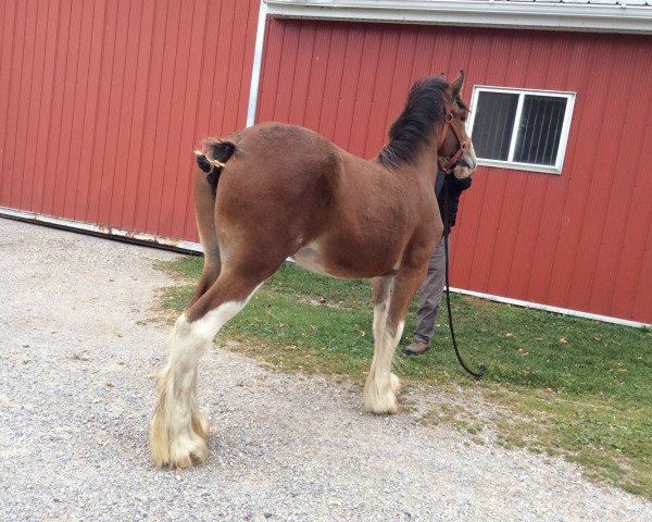 broodmare Zorra Highland Gracie (Clydesdale, 2014, from Doura Above All)