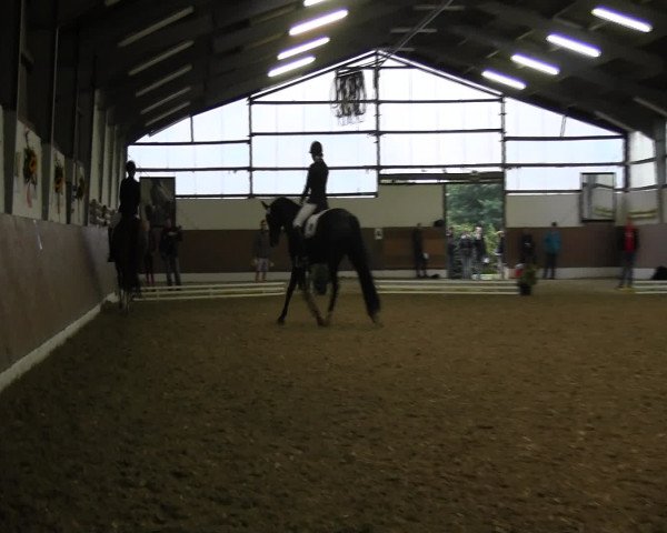 Reitturnier Datteln 2015