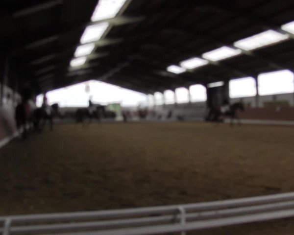 Reitturnier Datteln 2015