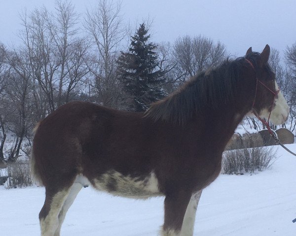 horse Westerdale Ideal's Ike (Clydesdale, 2018, from Willow Way Ideal)