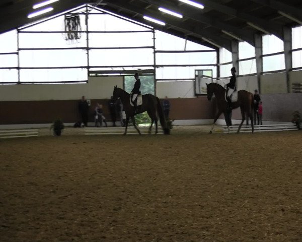Reitturnier Datteln 2015