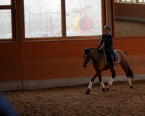 horse Ziro Blue (Danish Warmblood, 2009, from Zack)