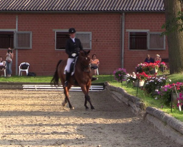 Reitturnier Datteln 2015