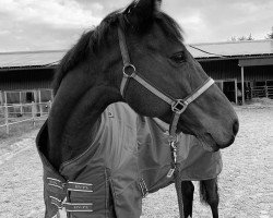 jumper Cliffdancer (Holsteiner, 2009, from Clintord)