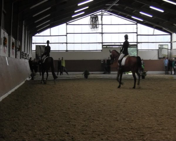 Reitturnier Datteln 2015