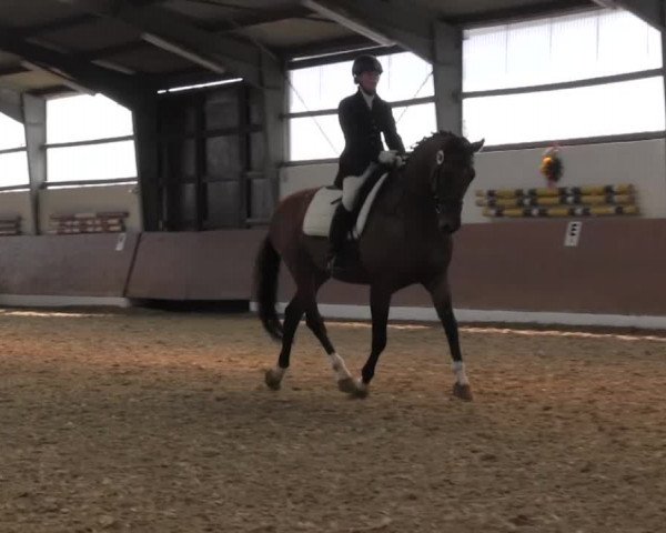 Reitturnier Datteln 2015