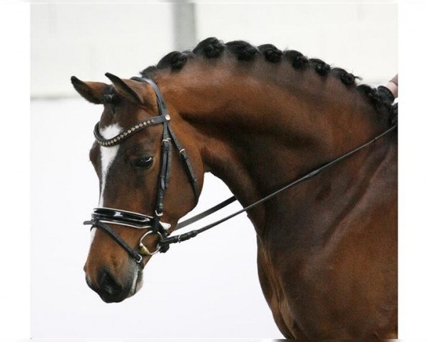 stallion Wischhoffs O lß lß (German Riding Pony, 2015, from High Flow's Oxford)