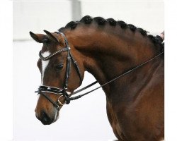 stallion Wischhoffs O lß lß (German Riding Pony, 2015, from High Flow's Oxford)