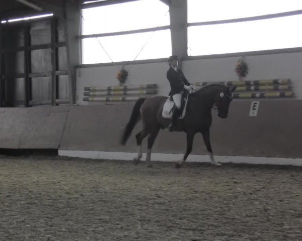 Reitturnier Datteln 2015
