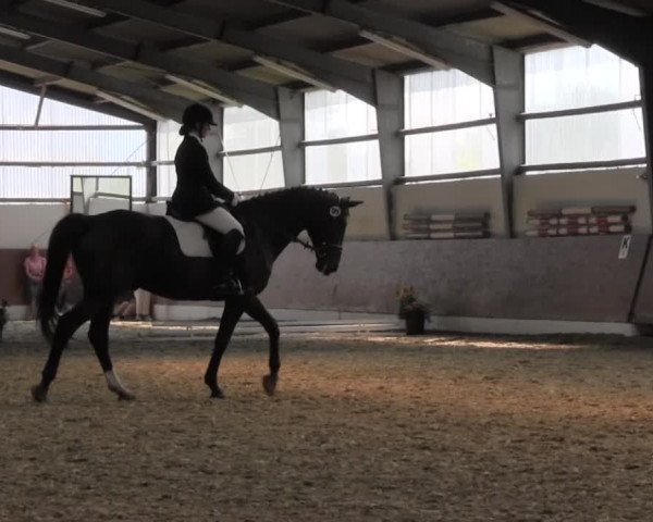 Reitturnier Datteln 2015