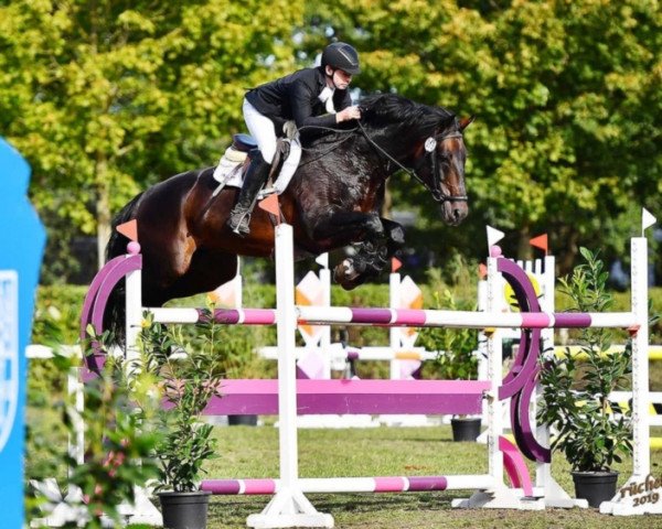 jumper Arkantine Sr (anglo european sporthorse, 2009, from Arkan)