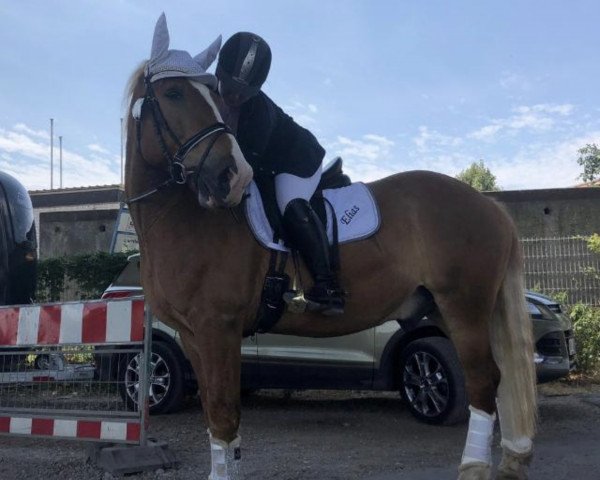 dressage horse Hugo Boss 17 (Czech Warmblood, 2011)