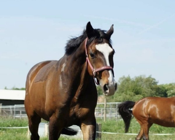 Springpferd Frodo 54 (Hannoveraner, 2002, von Frenchman I)