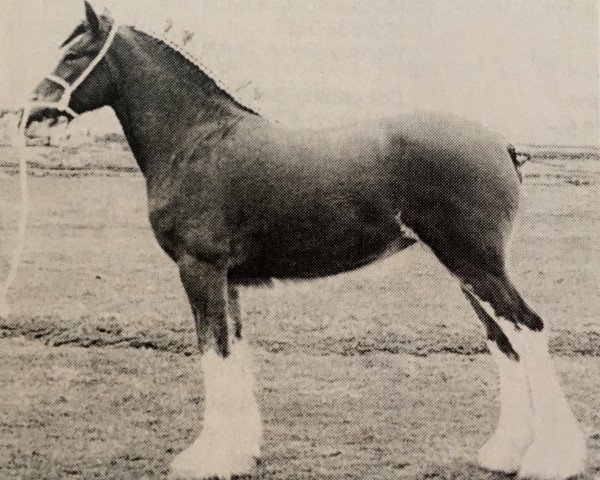 Zuchtstute Torrs Rowan (Clydesdale, 1991, von Torrs Trueform)