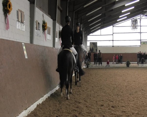 Reitturnier Datteln 2015
