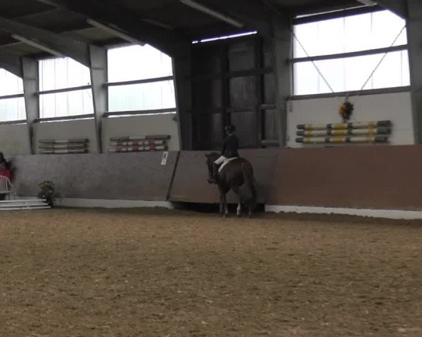 Reitturnier Datteln 2015