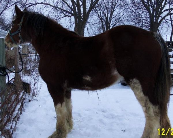 horse Boulder Bluff Onxy (Clydesdale, 2011, from Hatfield Majestic)