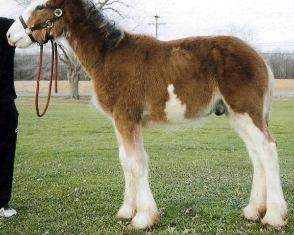 horse Boulder Bluff Molson (Clydesdale, 2012, from Towerview Major Attraction)