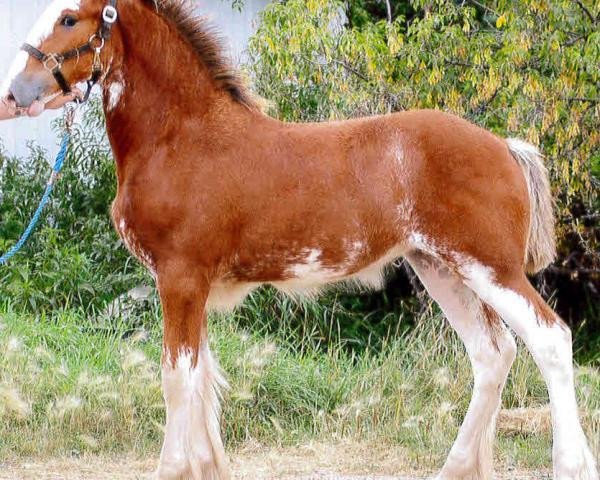 horse Boulder Bluff Jayme (Clydesdale, 2013, from Towerview Major Attraction)
