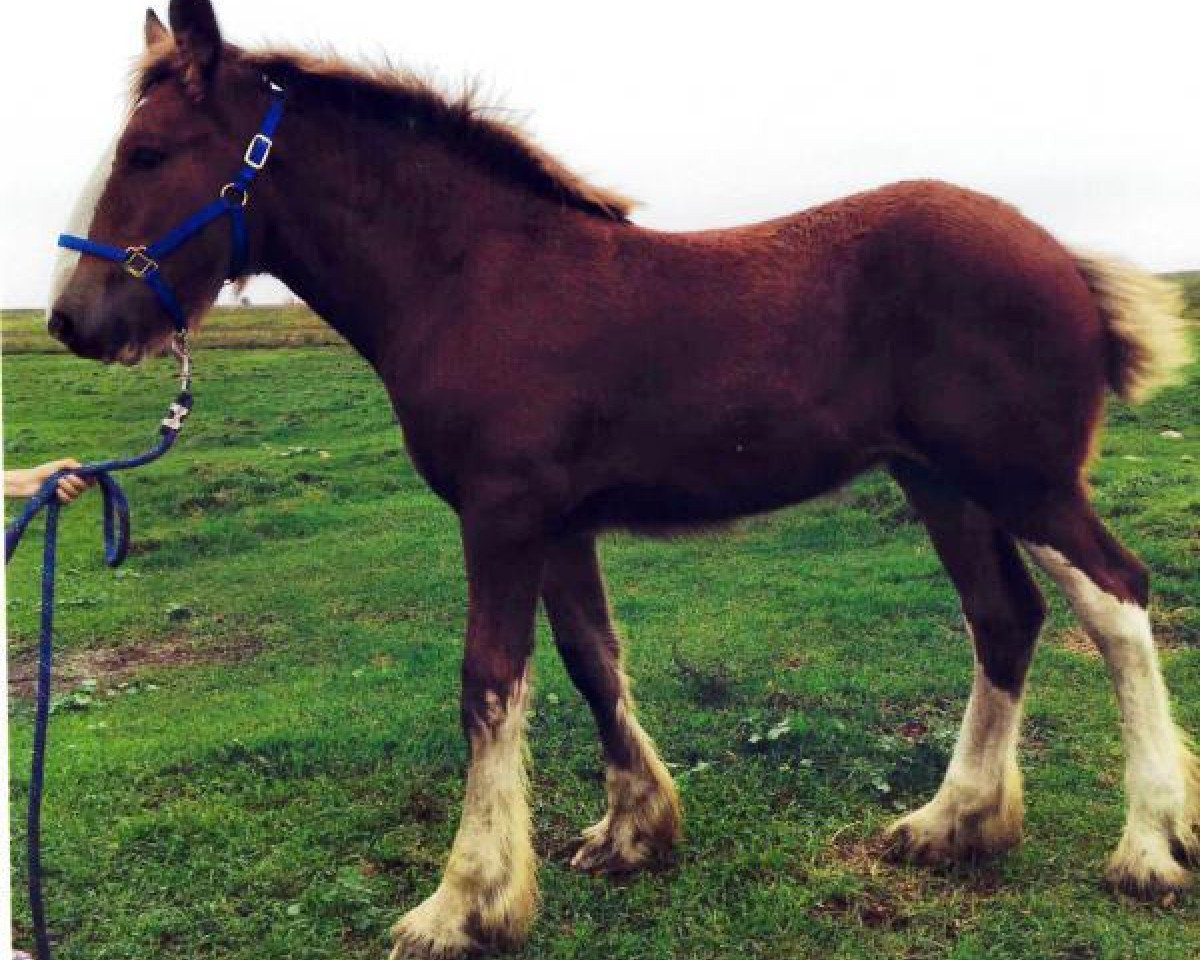 Pferd Diva of Double D's (Clydesdale, 2016, von Fargo's Master Diablo)