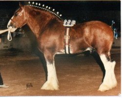 stallion Excelsior 25133 (Clydesdale, 1981, from Roes Hall Favourite)