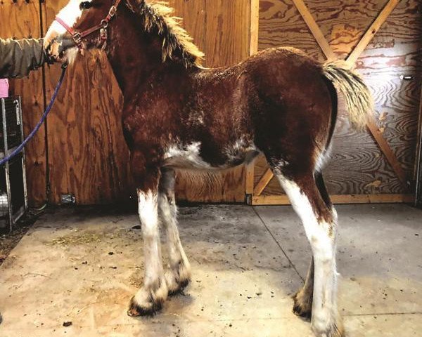 Pferd Double D's Delia (Clydesdale, 2019, von Toll-Gate Marshall) Pferd Double D's Delia (Clydesdale, 2019, von Toll-Gate Marshall)