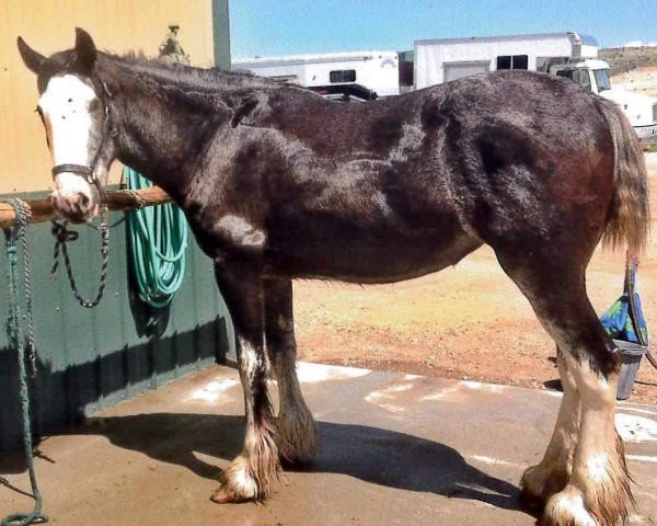 horse Boulder Bluff Chayla (Clydesdale, 2012, from Hatfield Front Runner)