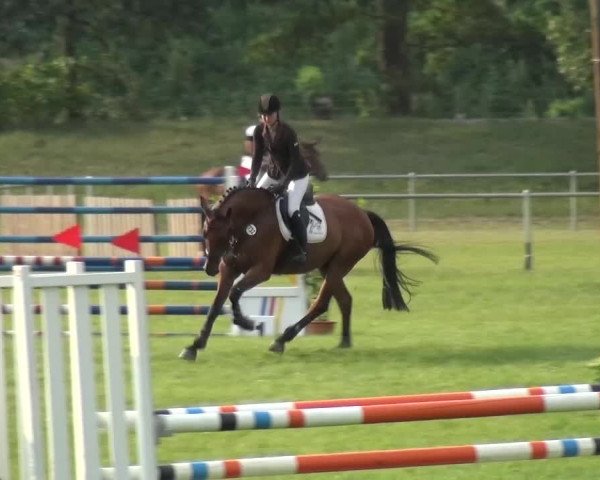 Reitturnier Gardelegen 2015