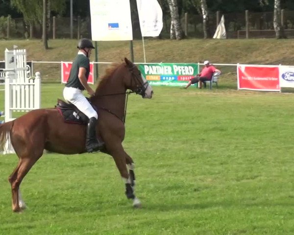 Reitturnier Gardelegen 2015