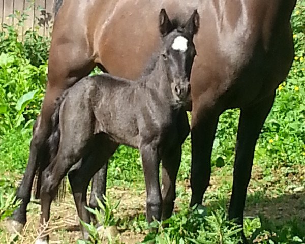 horse Kaiserhof Merrick (Connemara Pony, 2015, from Castleside Magnum)