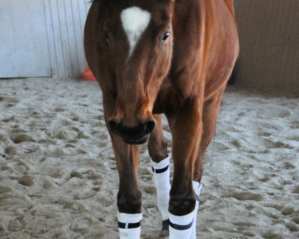 horse Flyer Flamenco (Trakehner, 2011, from Summertime)