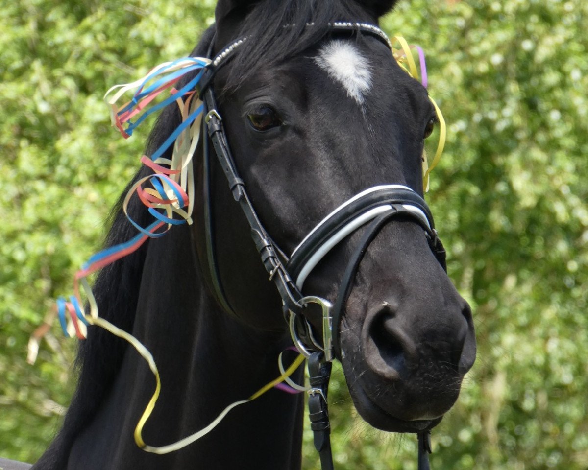 horse Pavarotti Go (Trakehner, 2008, from Ballzauber)