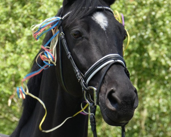 horse Pavarotti Go (Trakehner, 2008, from Ballzauber)