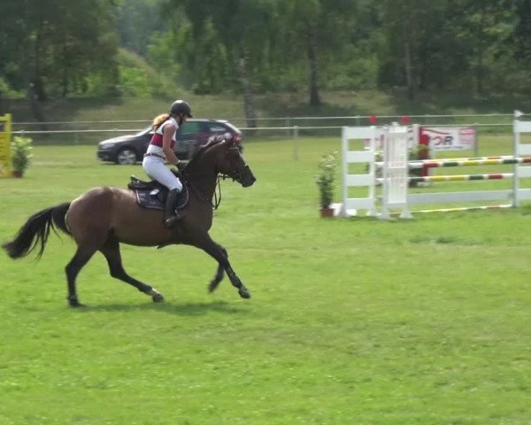 Reitturnier Gardelegen 2015