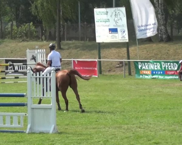 Reitturnier Gardelegen 2015