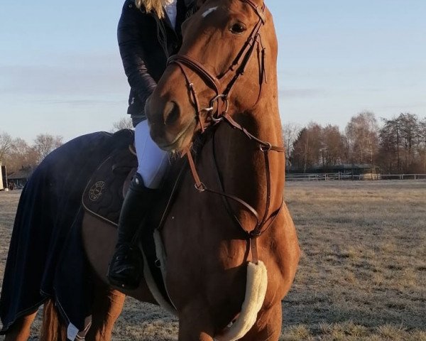 Pferd Madonna Vm (Belgisches Warmblut, 2012, von Kannan)