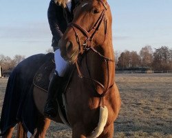 horse Madonna Vm (Belgian Warmblood, 2012, from Kannan)