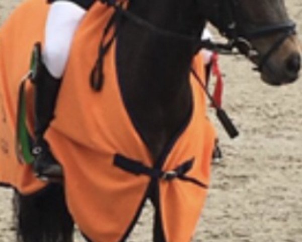 horse Siska (German Riding Pony, 2009, from Top Champy)
