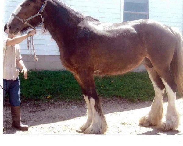 broodmare Sweet Lilly of Glencoe (Clydesdale, 2012, from Woodrow Plunton of ALC)