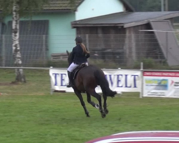 Reitturnier Gardelegen 2015
