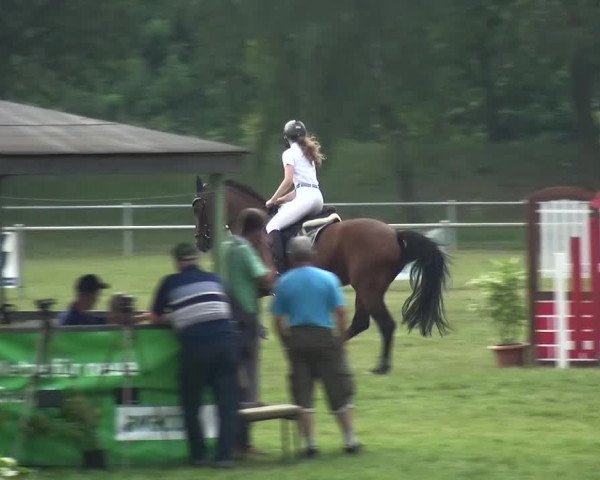 Reitturnier Gardelegen 2015